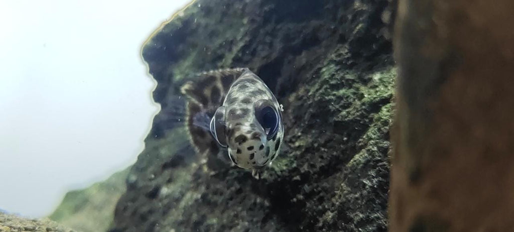 Leopard gourami