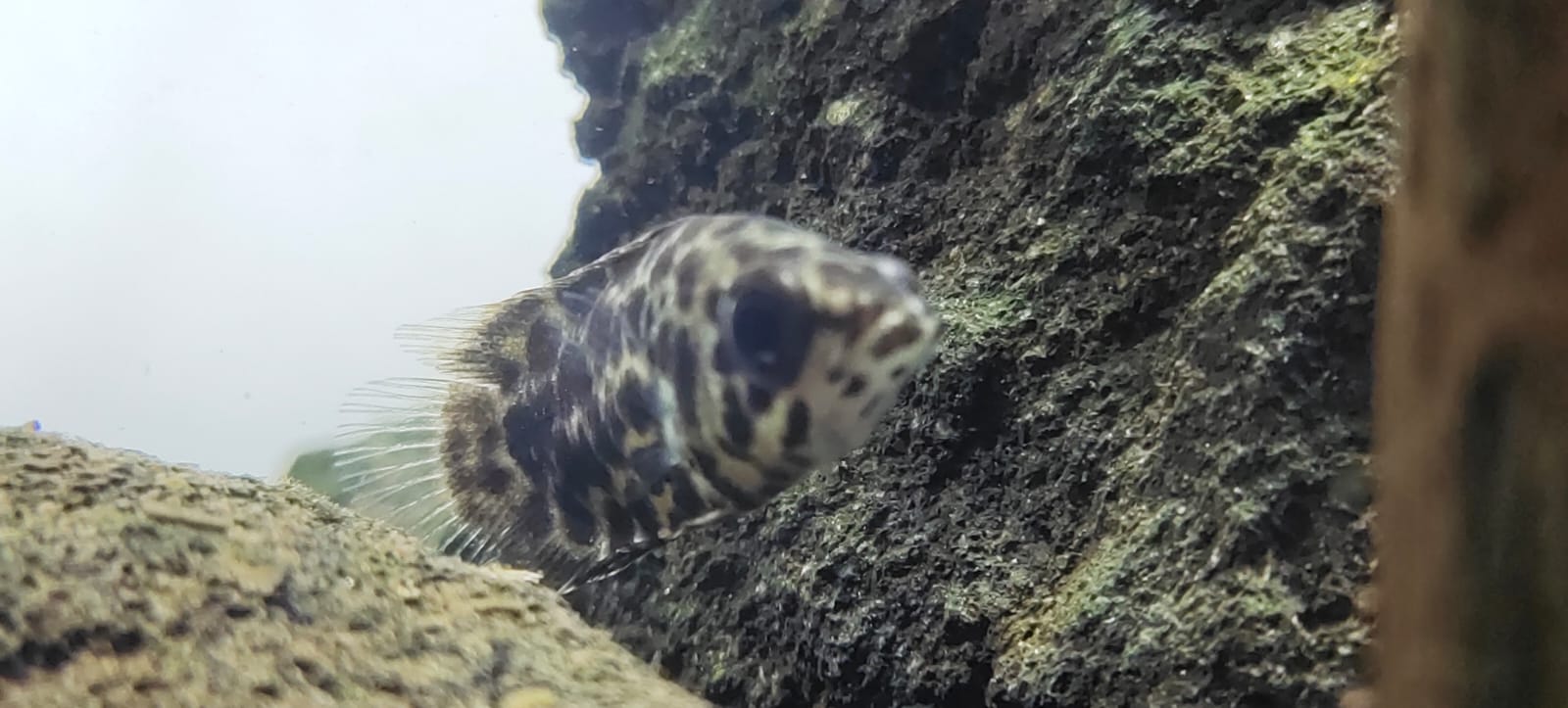 Leopard gourami