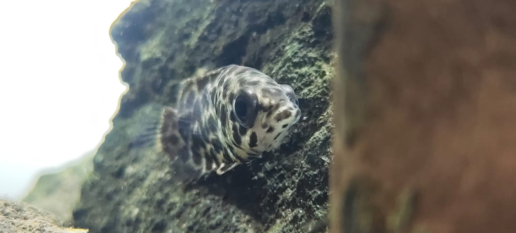 Leopard gourami