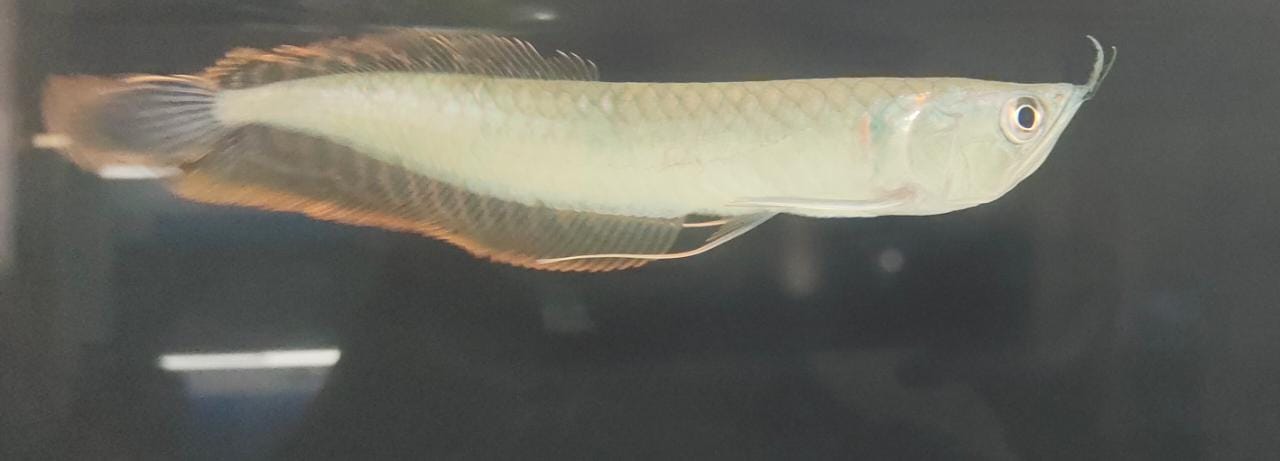 Silver_arowana