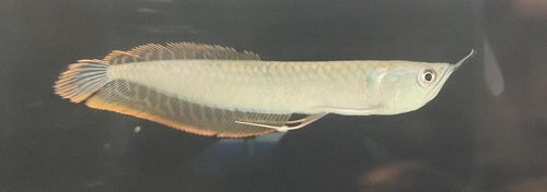 Silver arowana