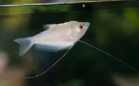 Moonlight Gourami
