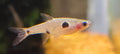 Maculata Dwarf Spotted Red Rasbora
