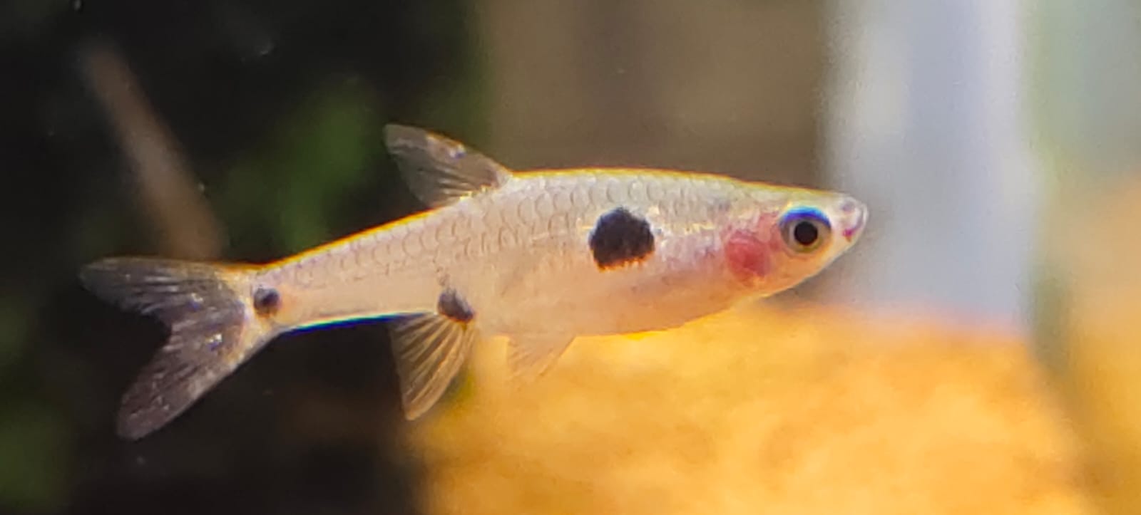 Maculata Dwarf Spotted Red Rasbora