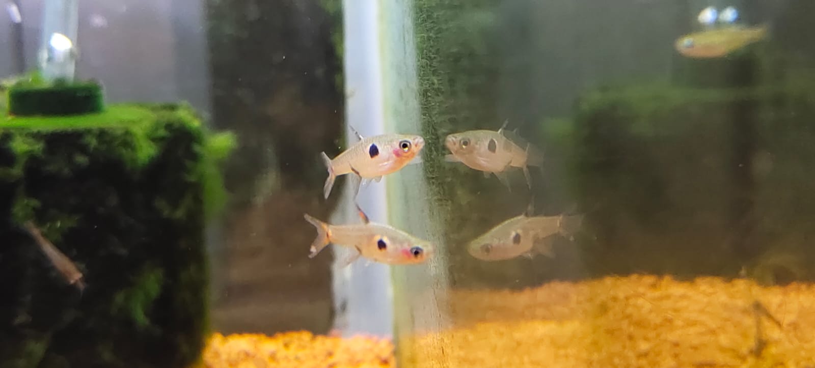 Maculata Dwarf Spotted Red Rasbora