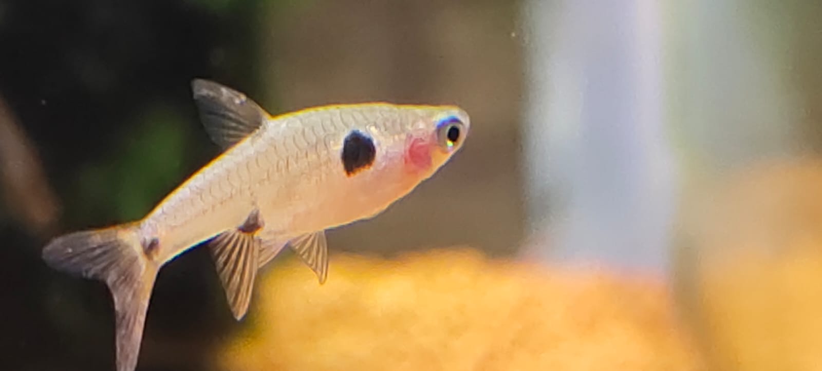 Maculata Dwarf Spotted Red Rasbora