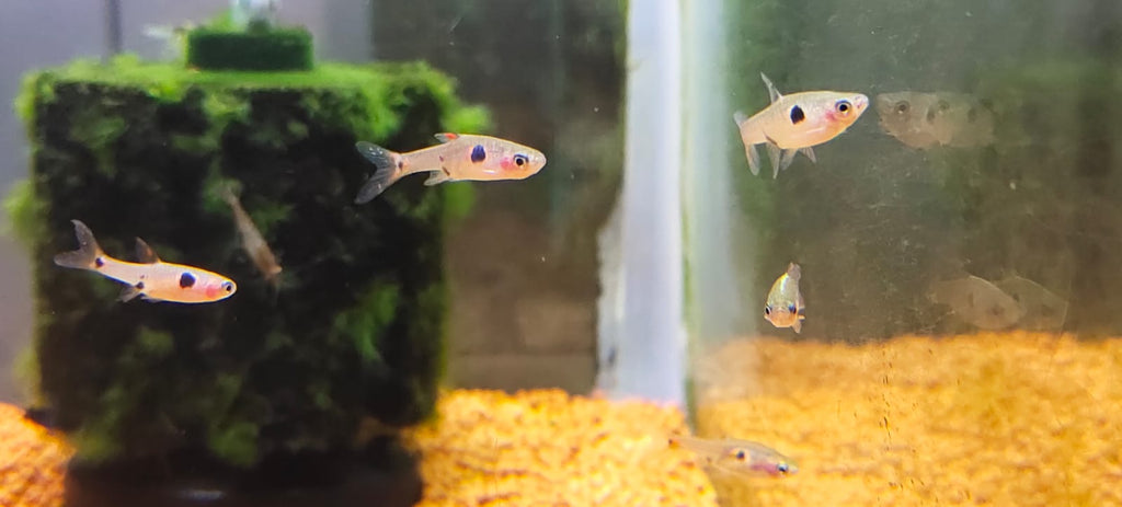 Maculata Dwarf Spotted Red Rasbora