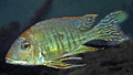 Geophagus Lentiginosus