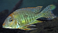 Geophagus Lentiginosus