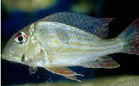 Geophegus Proximus