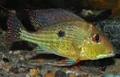 Geophagus Abalios