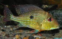 Geophagus Abalios