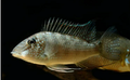 Geophagus Jurupari