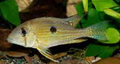 Geophegus Taeniopareius