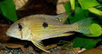 Geophegus Taeniopareius