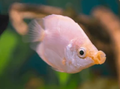 Pink Kissing Gourami