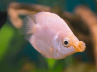 Pink Kissing Gourami