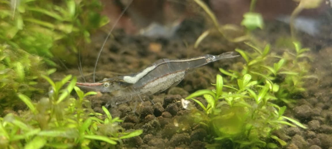 Red Nose Shrimp Pinocchio Shrimp