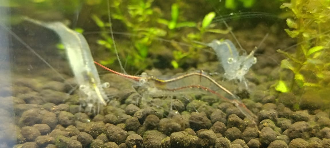 Red Nose Shrimp Pinocchio Shrimp