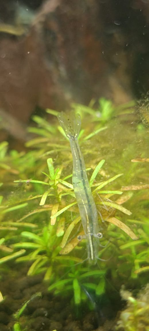 Red Nose Shrimp Pinocchio Shrimp