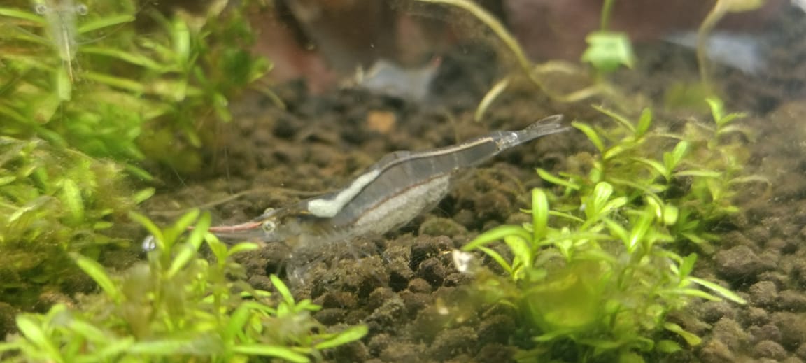 Red Nose Shrimp Pinocchio Shrimp