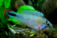 Blue Panda Apistogramma / Apistogramma panduro