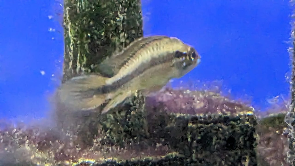 Apistogramma-Agassizii-