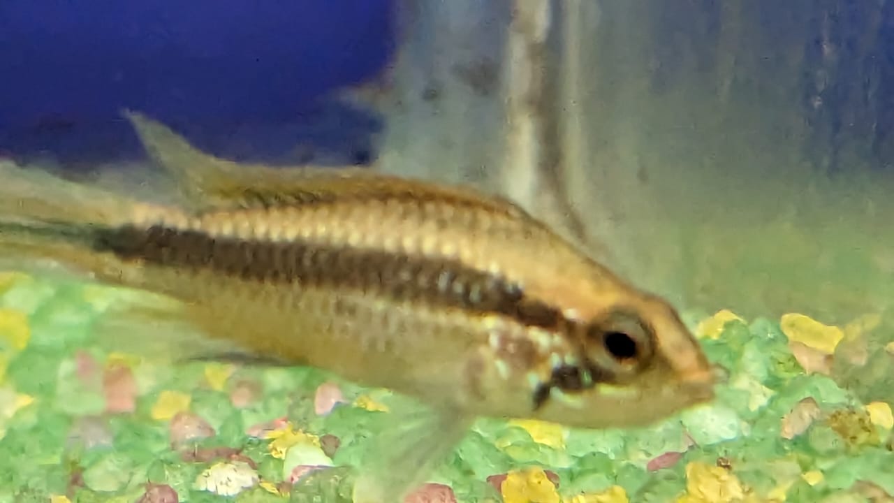 Apistogramma-Agassizii-