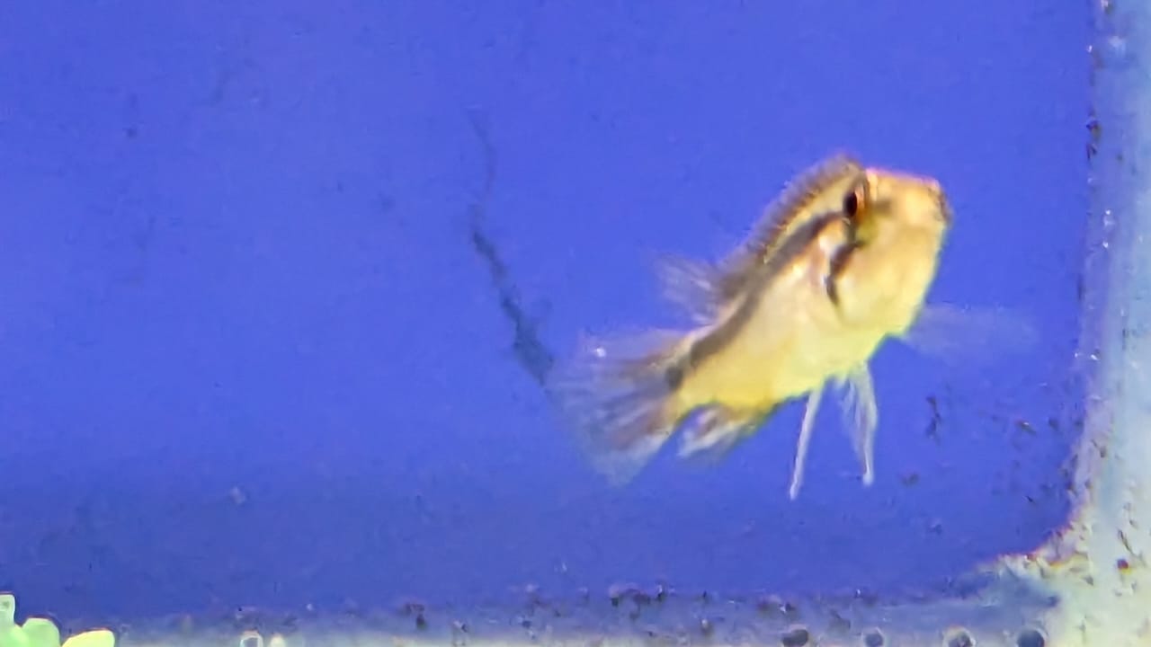 Apistogramma-Agassizii-