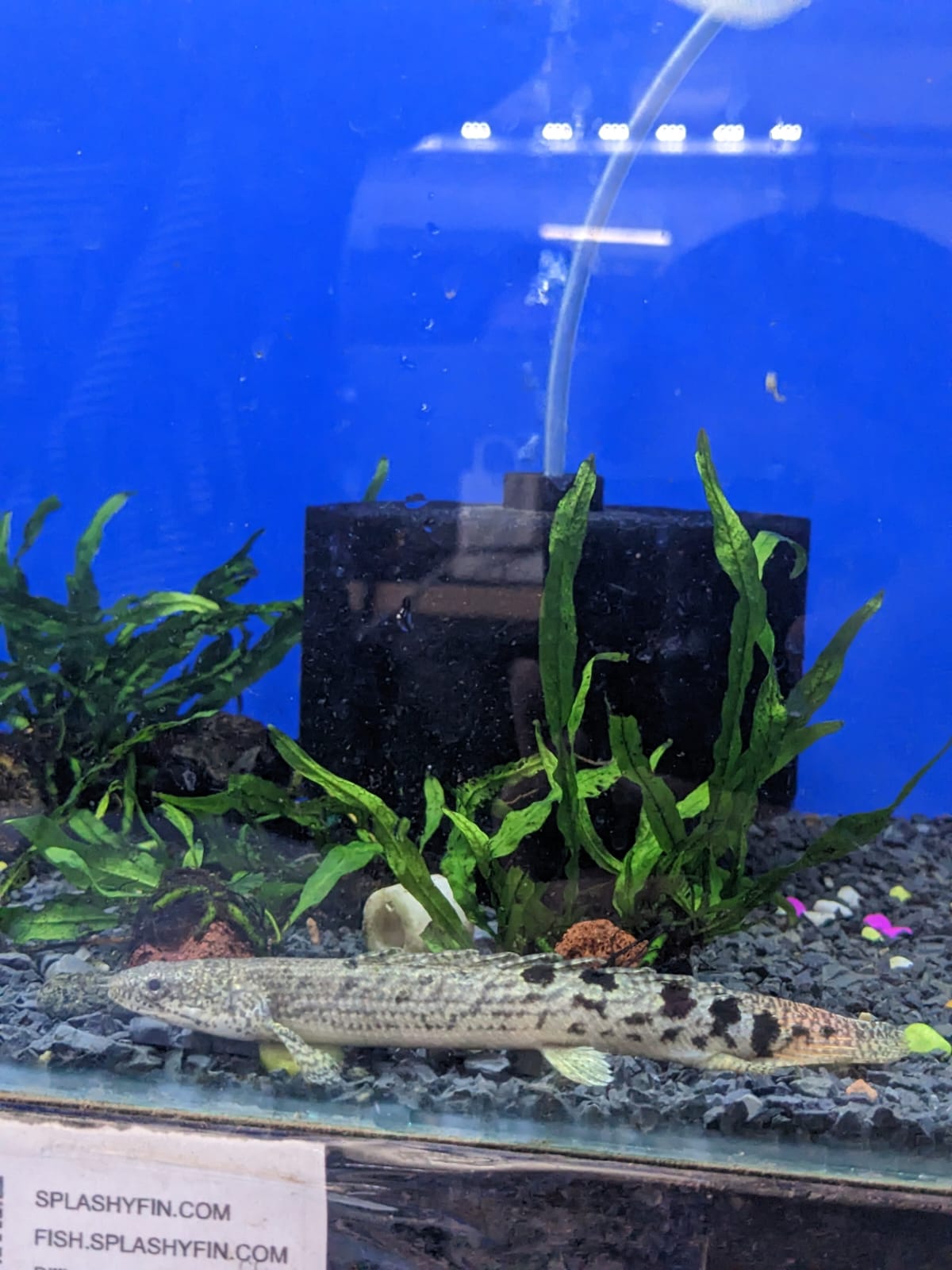 Endlicheri Bichir