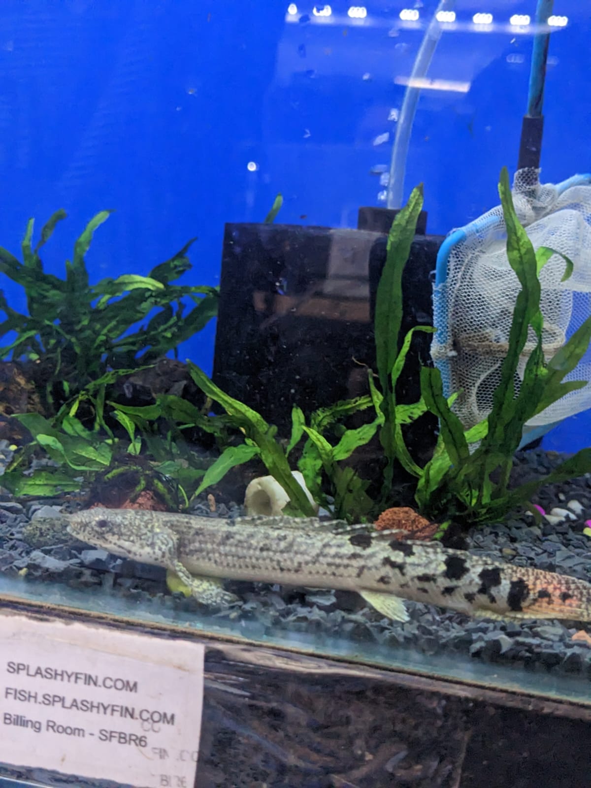 Endlicheri Bichir (2)