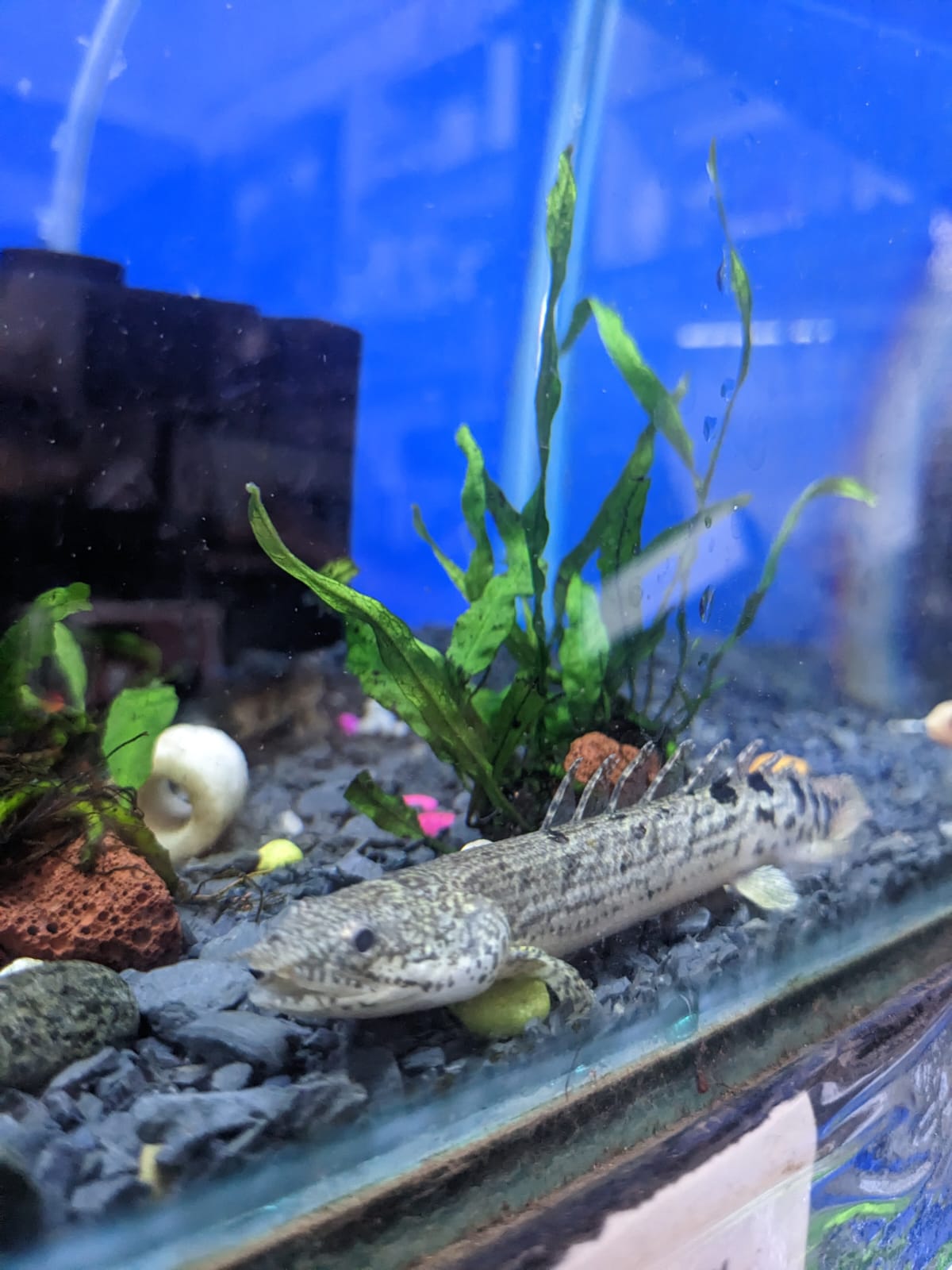 Endlicheri Bichir