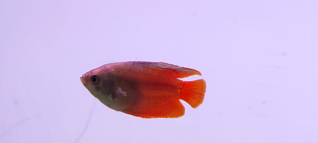 Red Lily Gourami