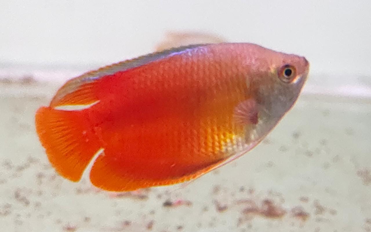 Red Lily Gourami