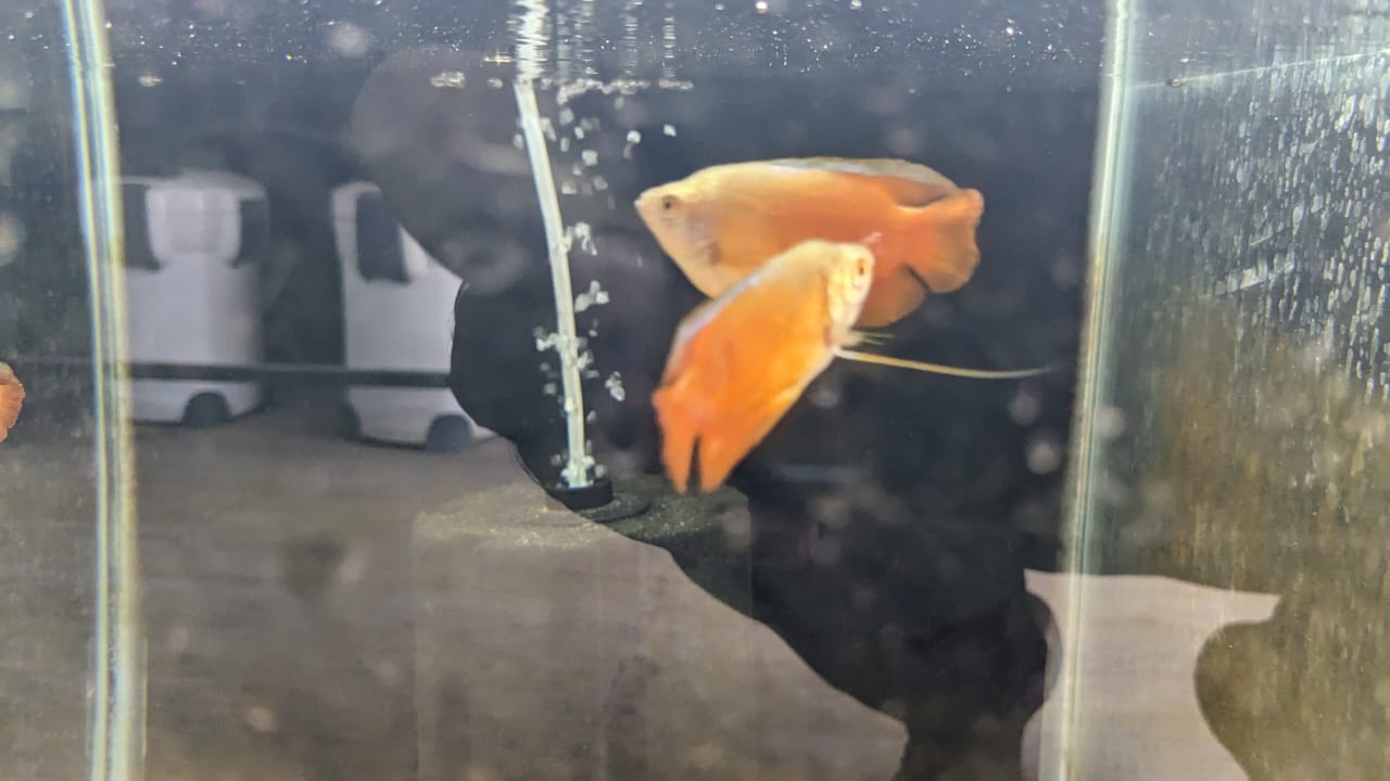Red lily gourami