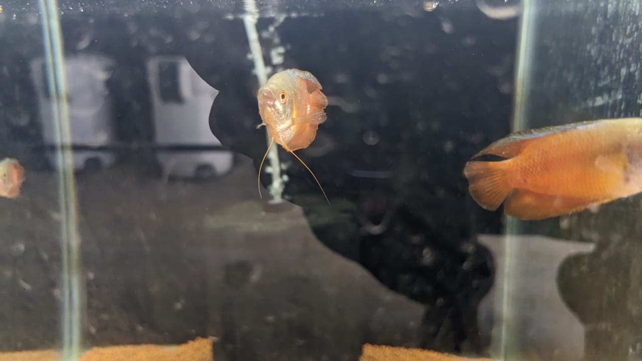 Red lily gourami
