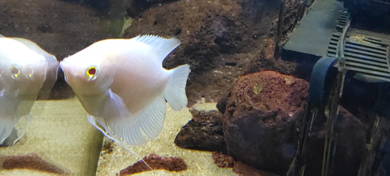 giant gourami