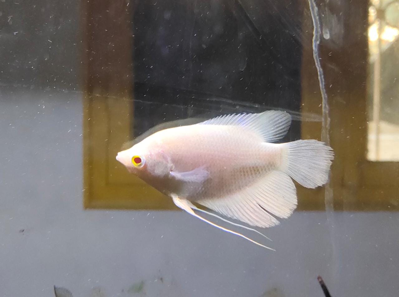 giant gourami