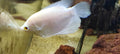 giant gourami