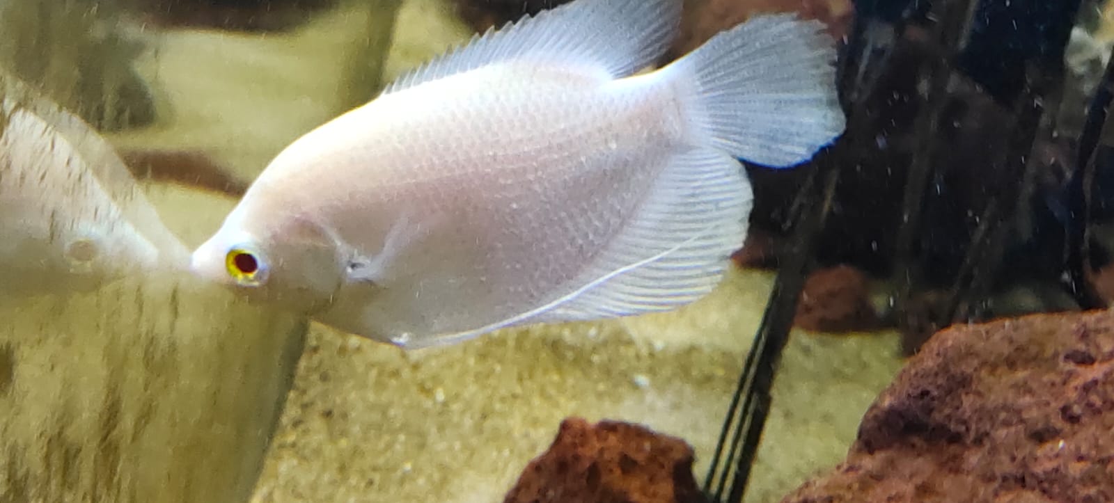 giant gourami
