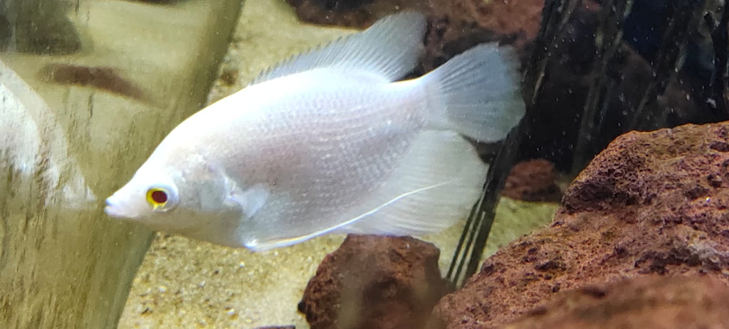 giant gourami