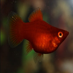 red_balloon platy_g