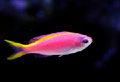 Purple Queen - Pseudanthias tuka
