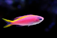 Purple Queen - Pseudanthias tuka