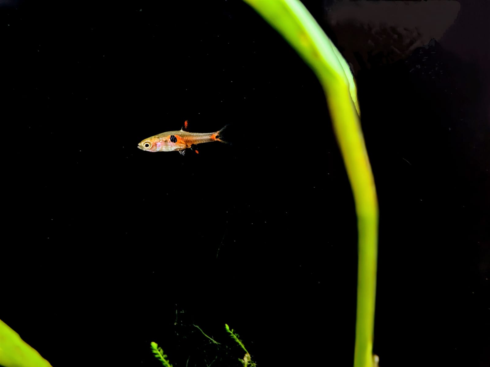 Strawberry rasbora