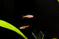 Strawberry rasbora