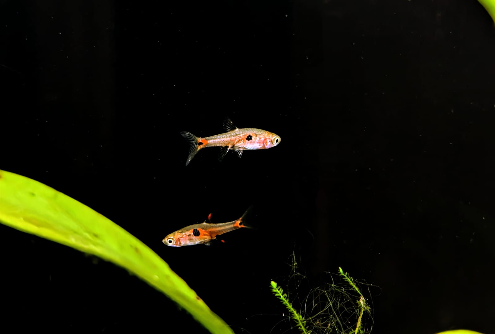 Strawberry rasbora