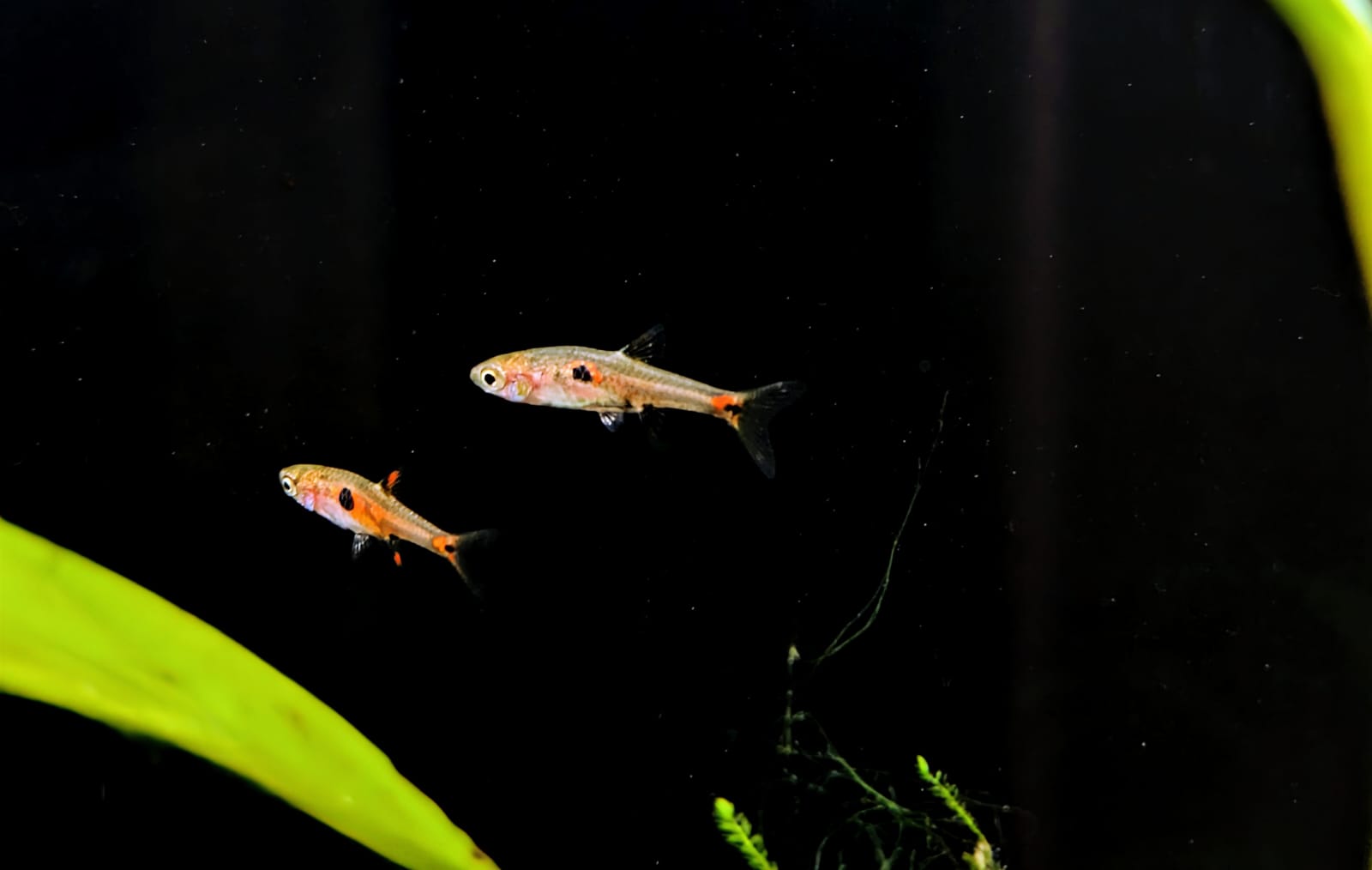 Strawberry rasbora