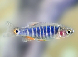 Emerald Dwarf Rasbora
