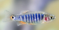 Emerald Dwarf Rasbora